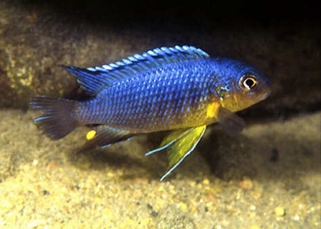 Tropheops sp. 'yellow gular' Chiofu Bay